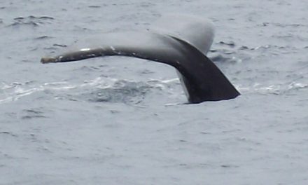 WHALES FROM BRUNSWICK HEADS, Makeover